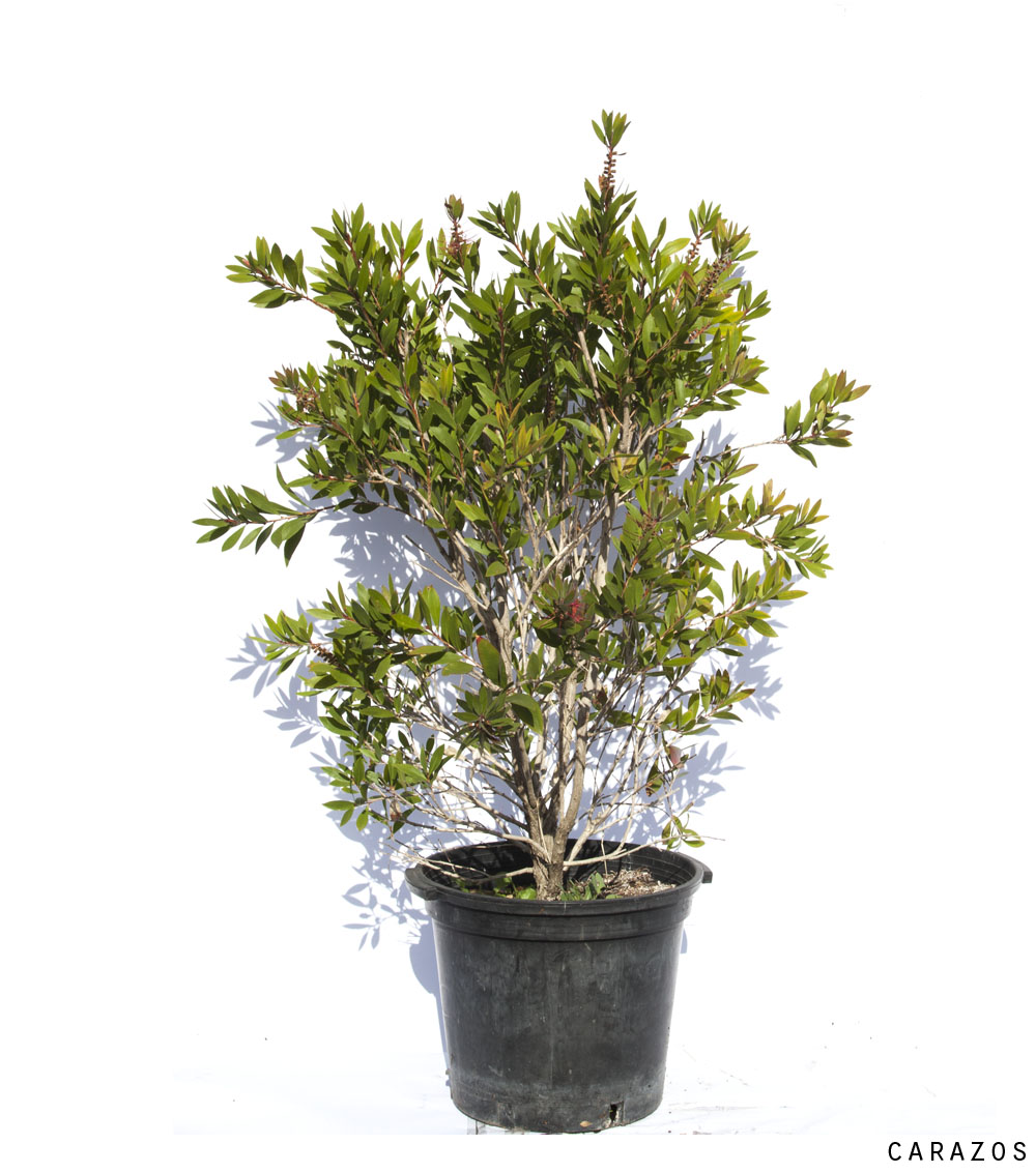 Callistemon laevis-663