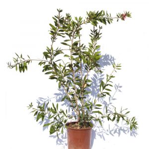 Callistemon laevis-0
