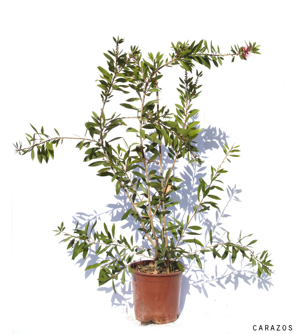 Callistemon laevis-0