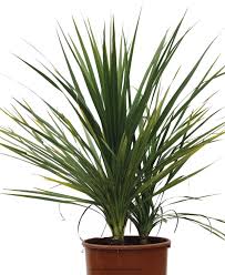 Dracaena Indivisa-1874
