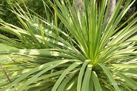 Dracaena Indivisa-0