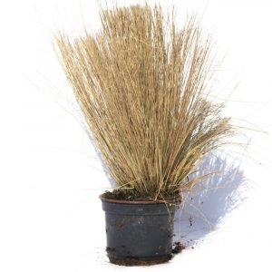 Festuca-0