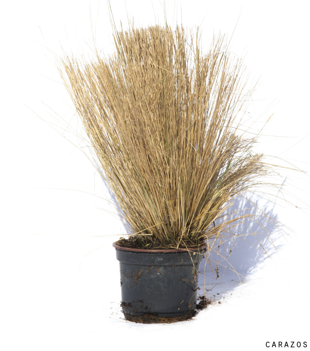 Festuca-0