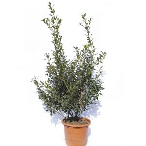 Ilex variegata y verdes-0