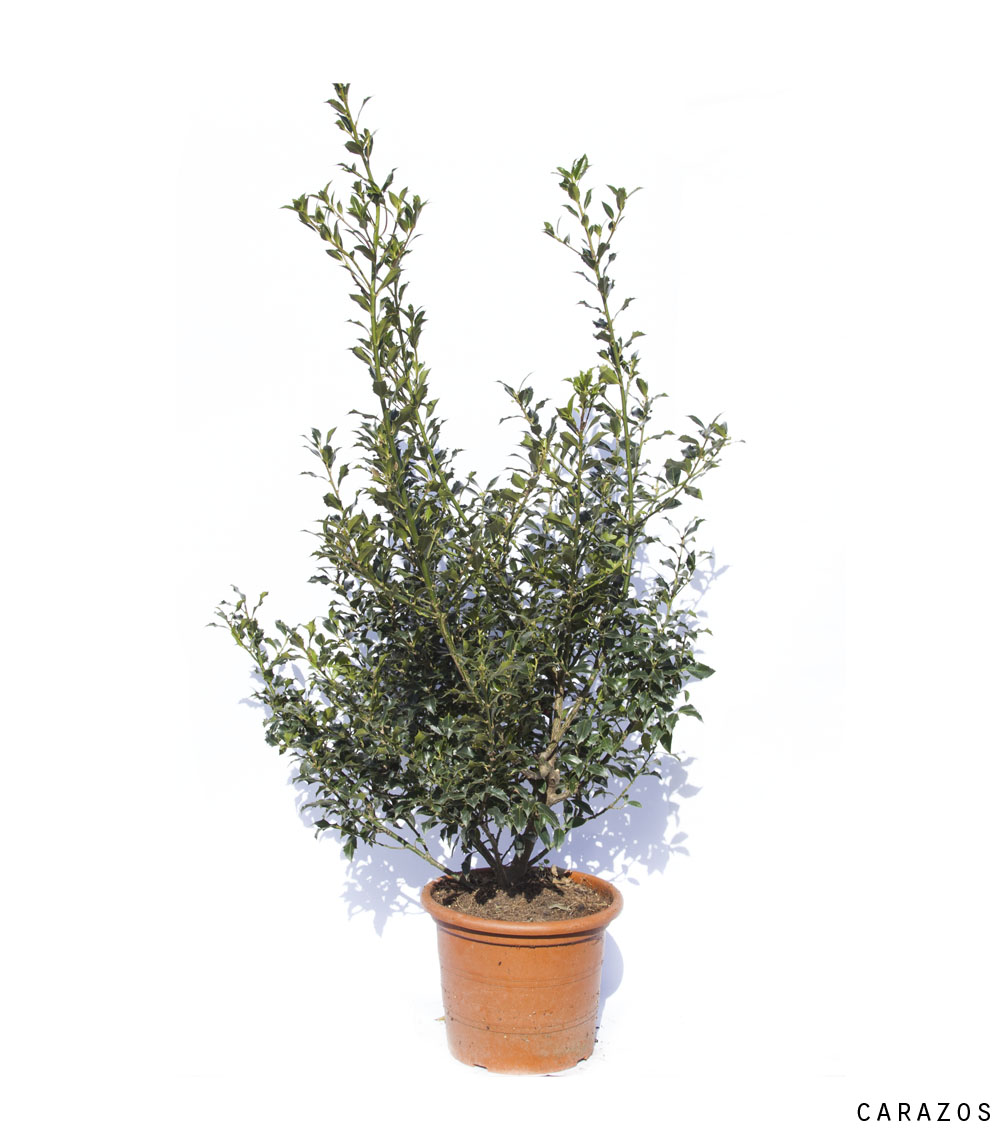 Ilex variegata y verdes-0
