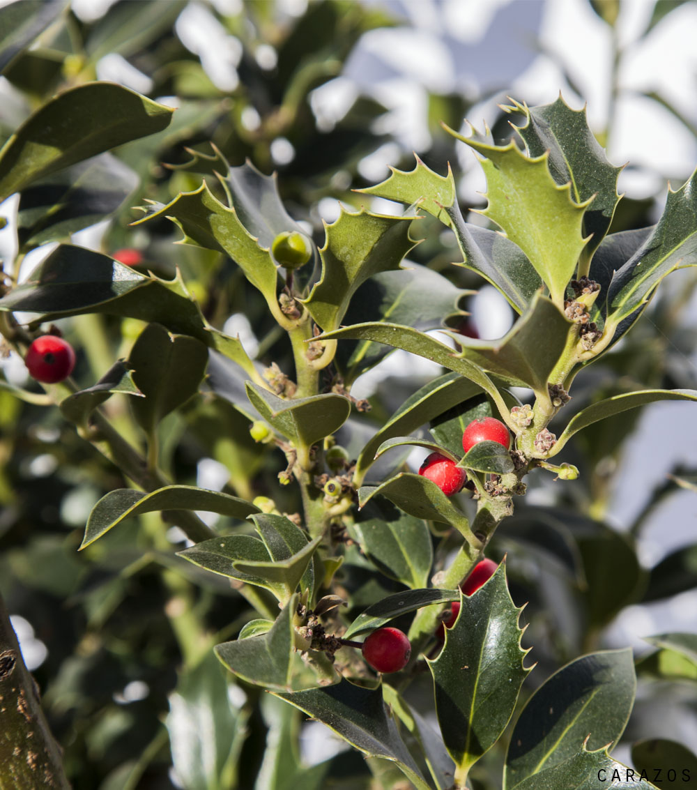 Ilex variegata y verdes-675