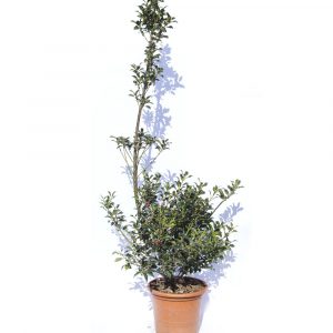 Ilex variegata y verdes-673
