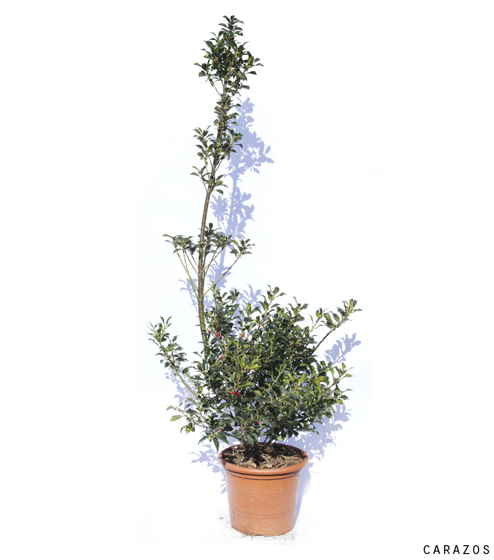Ilex variegata y verdes-673