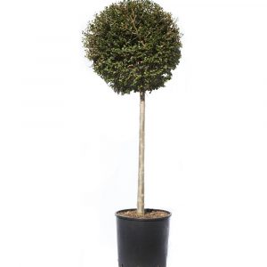 Ligustrum iorandrum chupa chups-0