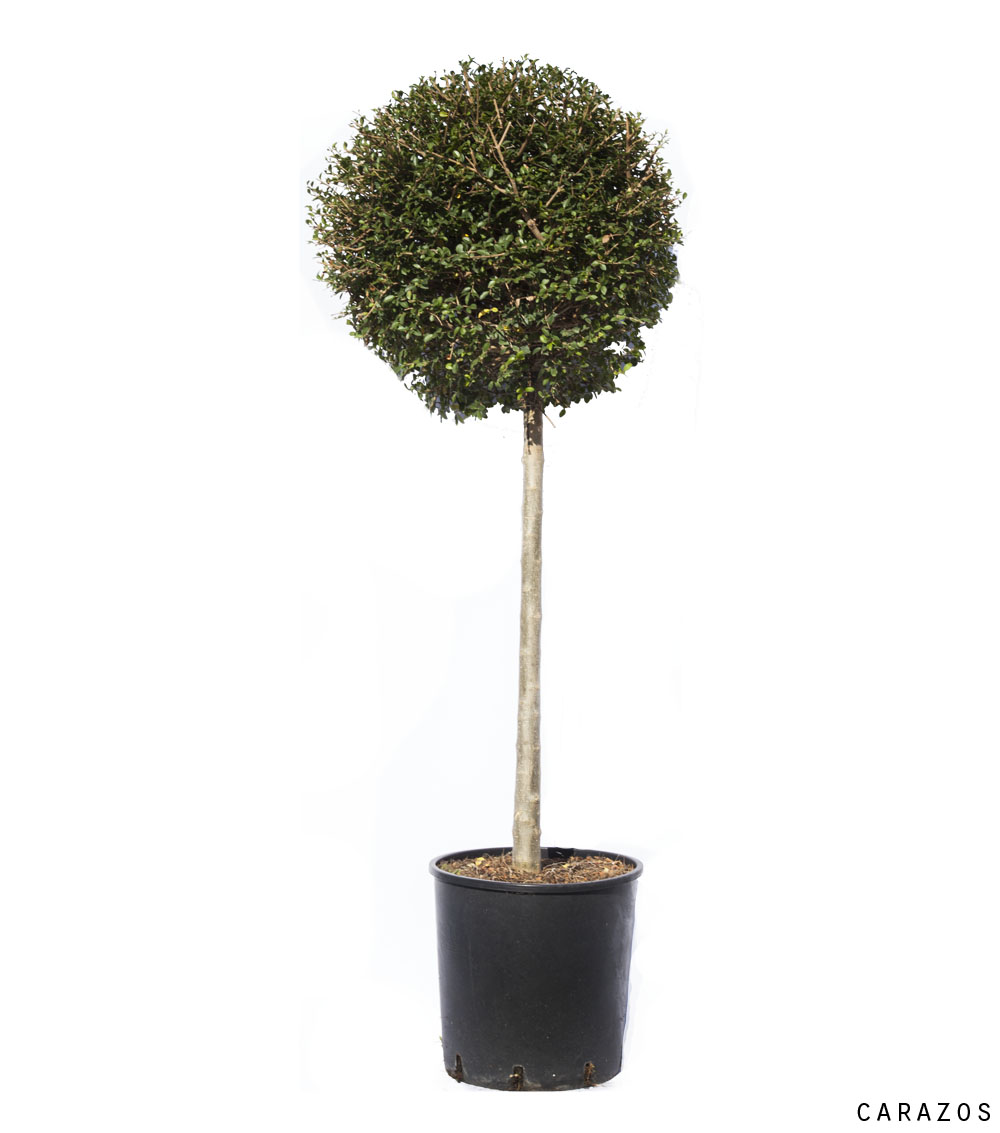 Ligustrum iorandrum chupa chups-0