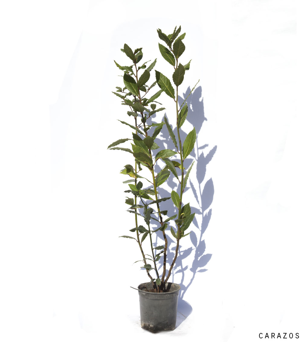 Ligustrum japonica-0