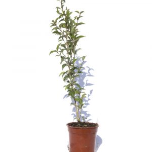 Ligustrum japonica-686