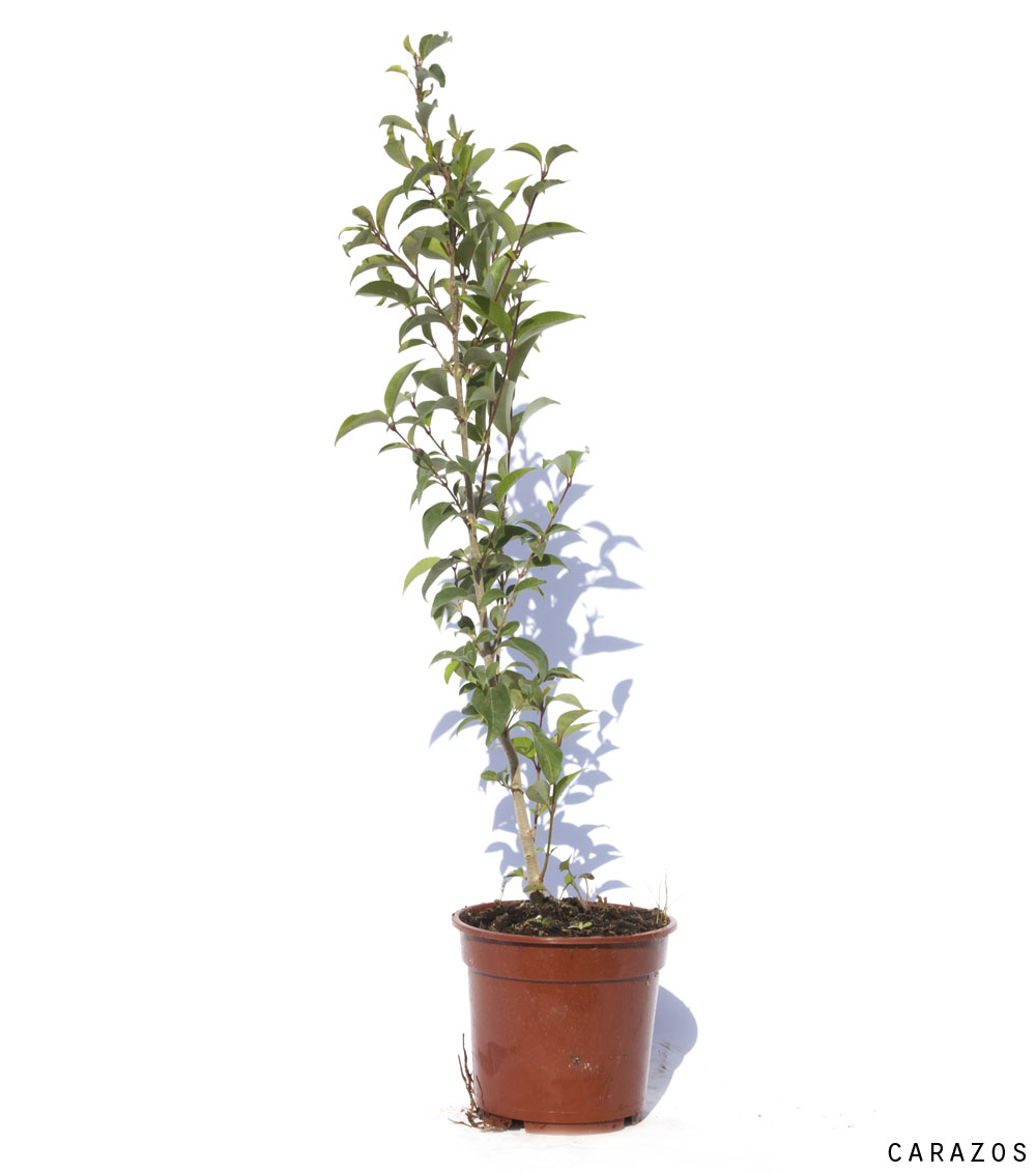 Ligustrum japonica-686