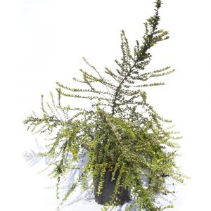 Lonicera nitida y pileata-0