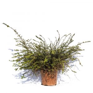 Lonicera nitida y pileata-694