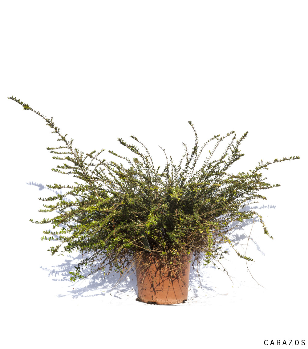 Lonicera nitida y pileata-694