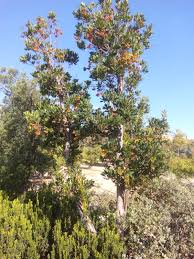 Arbutus unedo "Madroño"-0