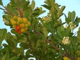 Arbutus unedo “Madroño”-1698