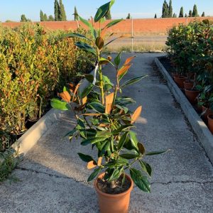 Magnolia grandiflora-0