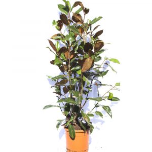 Magnolia grandiflora-697