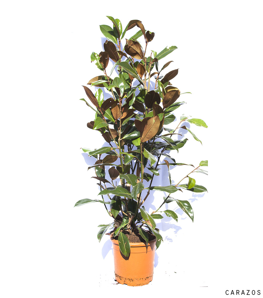 Magnolia grandiflora-697