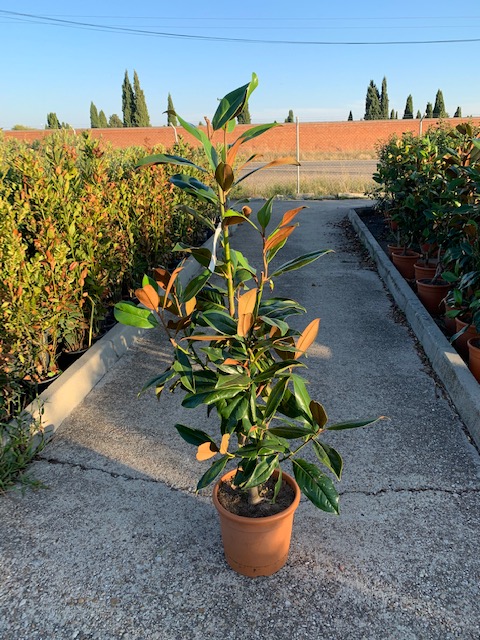 Magnolia grandiflora-0
