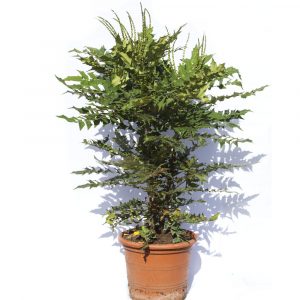 Mahonia aquifolium-0