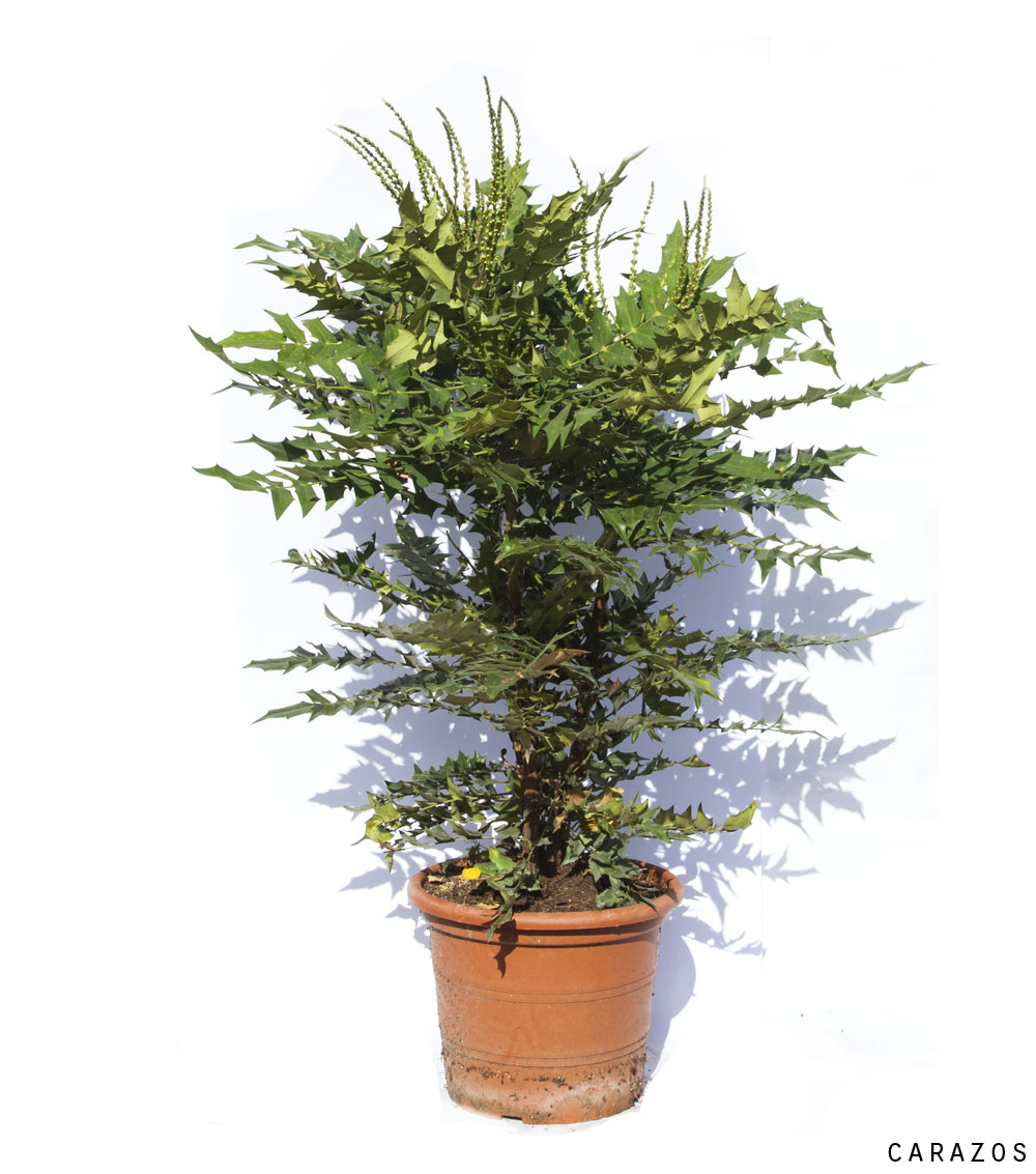 Mahonia aquifolium-0