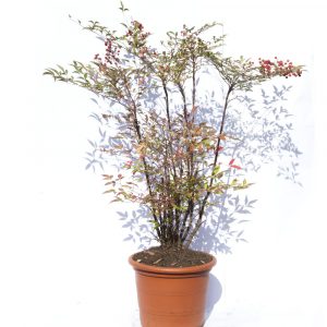 Nandina Domestica-0