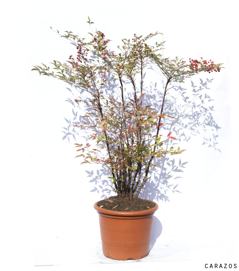 Nandina Domestica-0