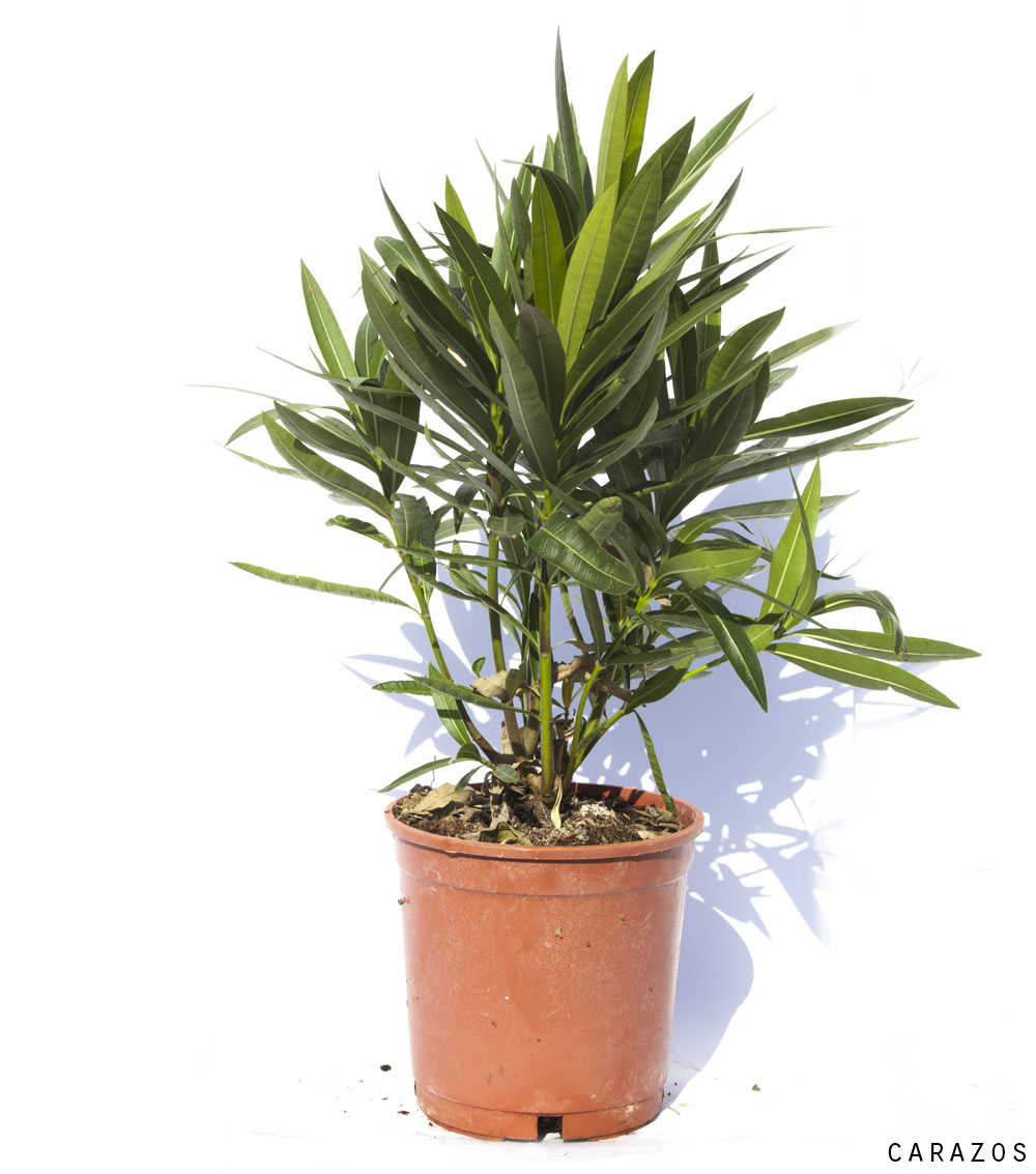 Nerium Oleander “Adelfa”-0