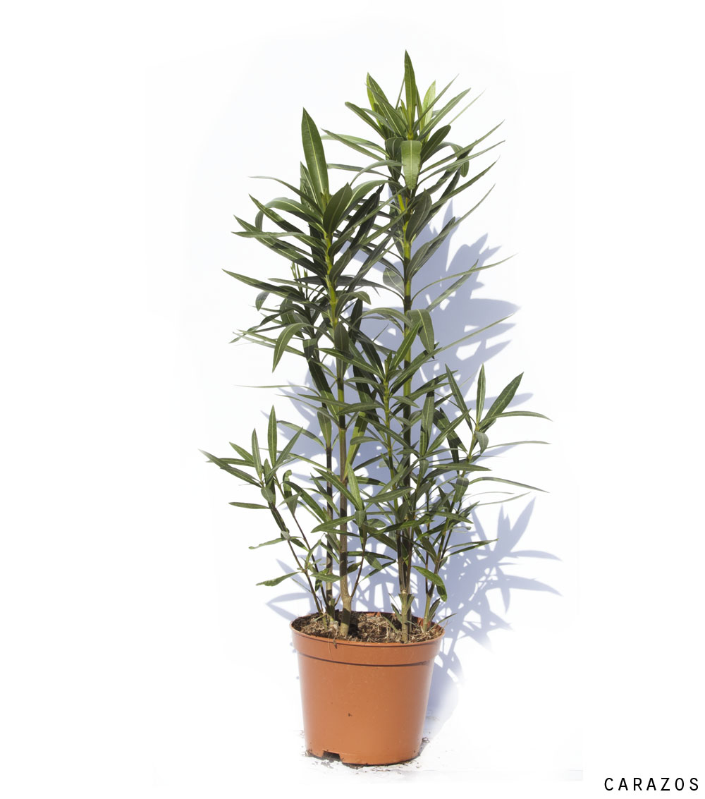 Nerium Oleander “Adelfa”-708