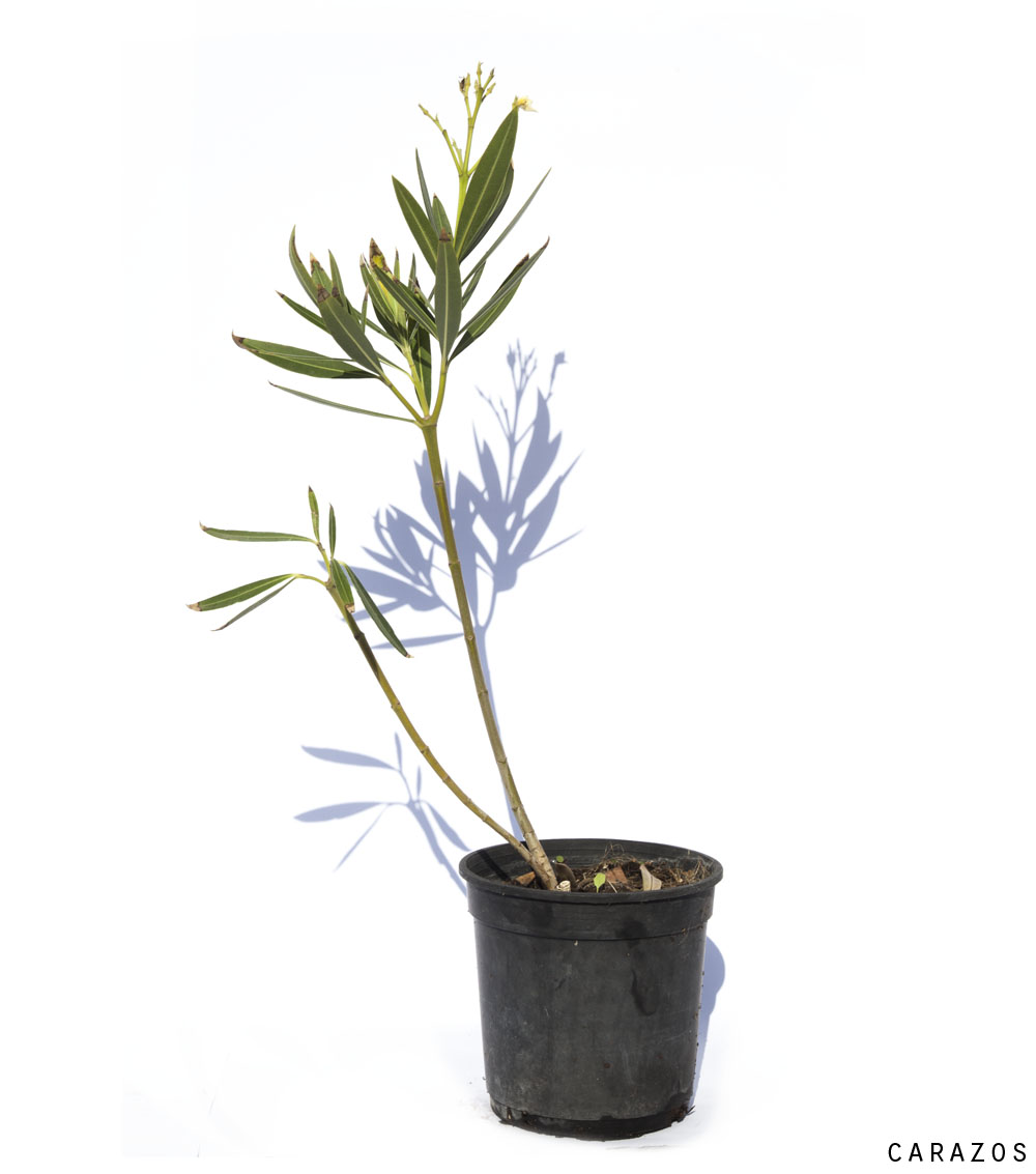 Nerium Oleander “Adelfa”-710