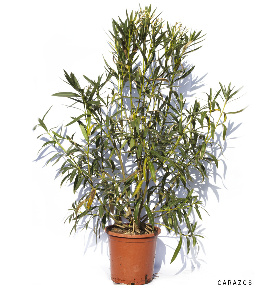 Nerium Oleander “Adelfa”-709