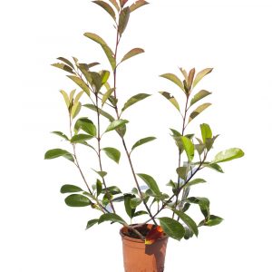 Photinia x fraseri "Red Robin"-0