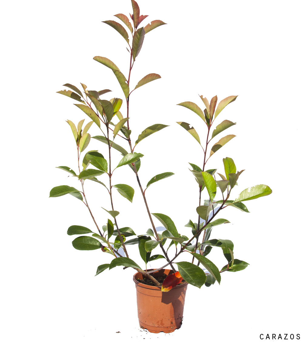 Photinia x fraseri “Red Robin”-0