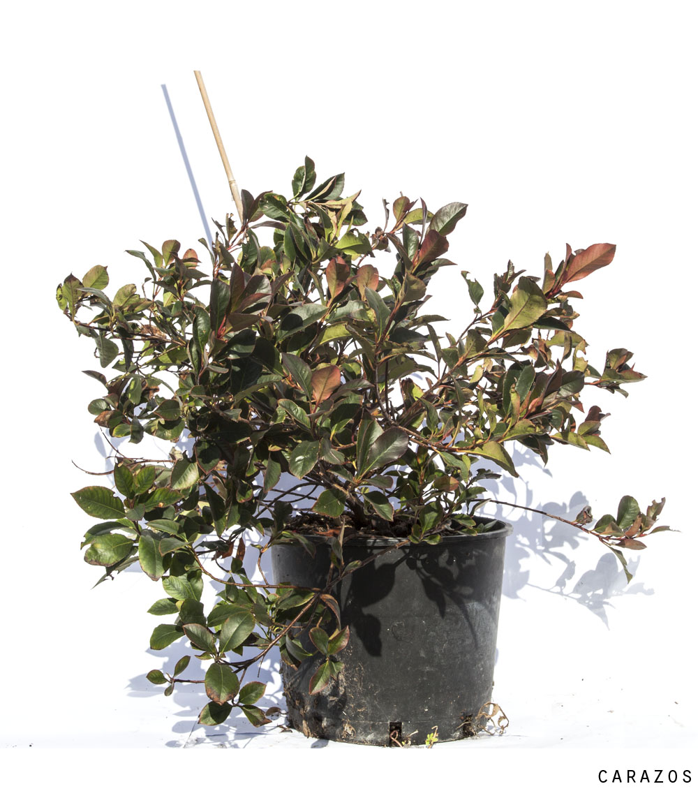Photinia x fraseri “Red Robin”-719