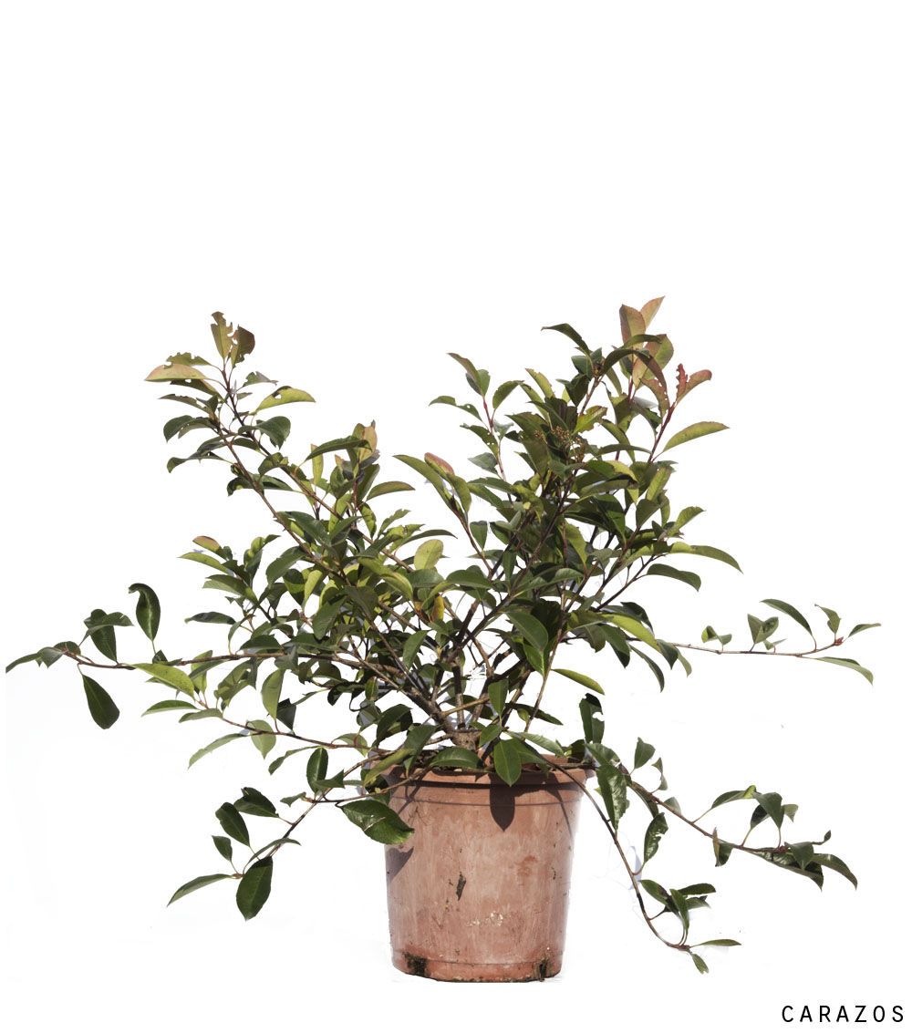 Photinia x fraseri “Red Robin”-717