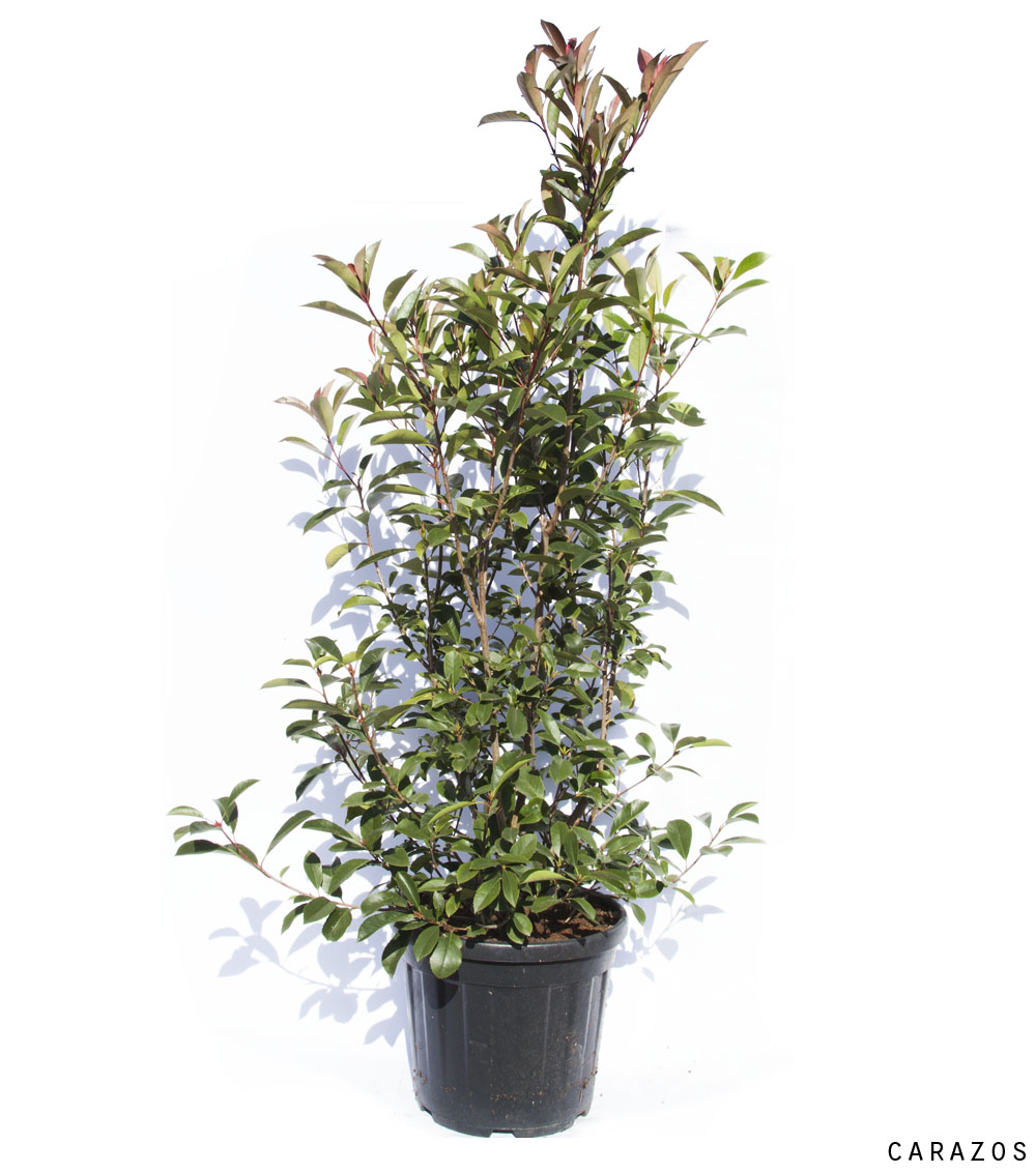 Photinia x fraseri “Red Robin”-720