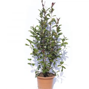 Photinia x fraseri "Red Robin"-716