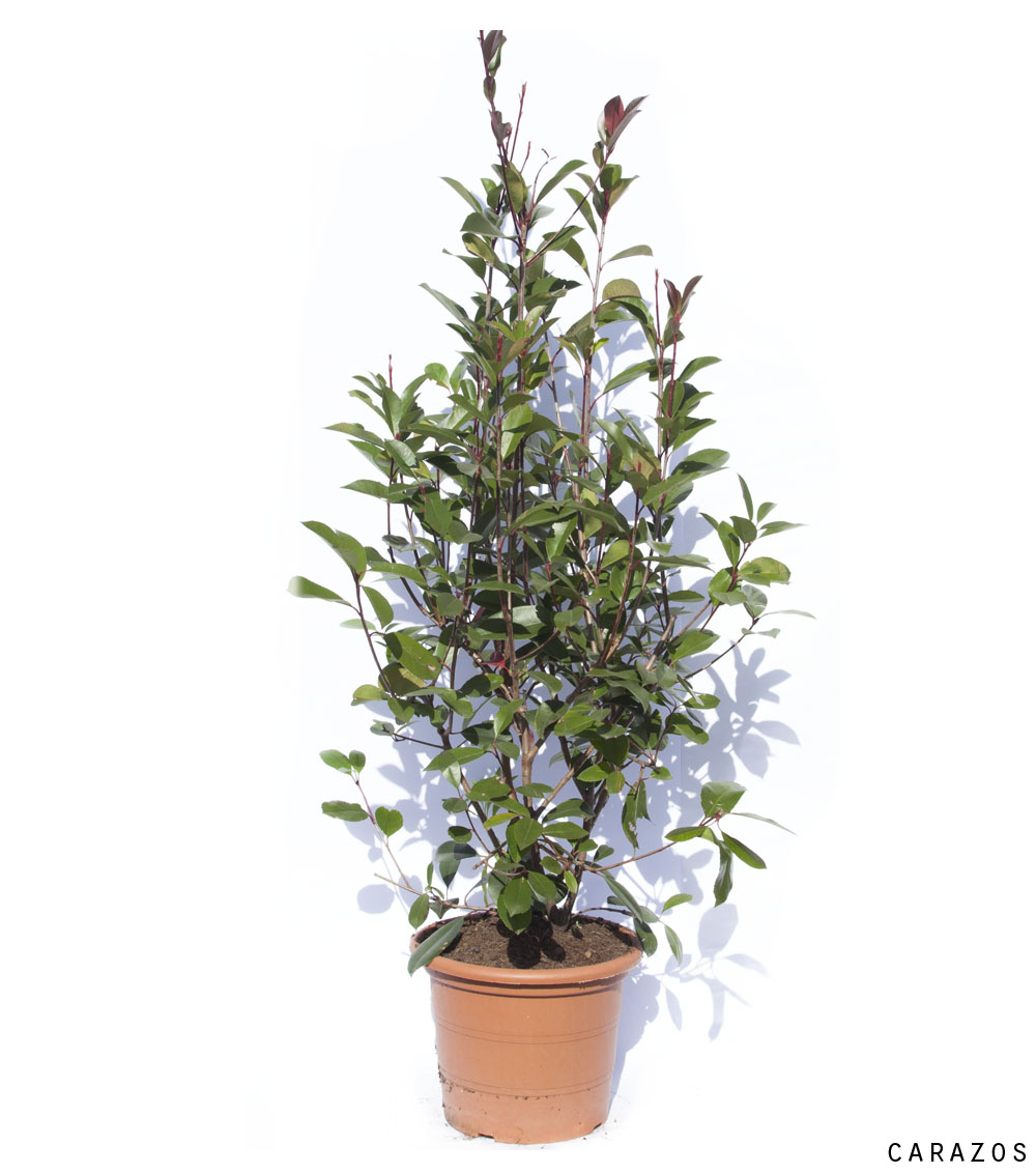 Photinia x fraseri “Red Robin”-716