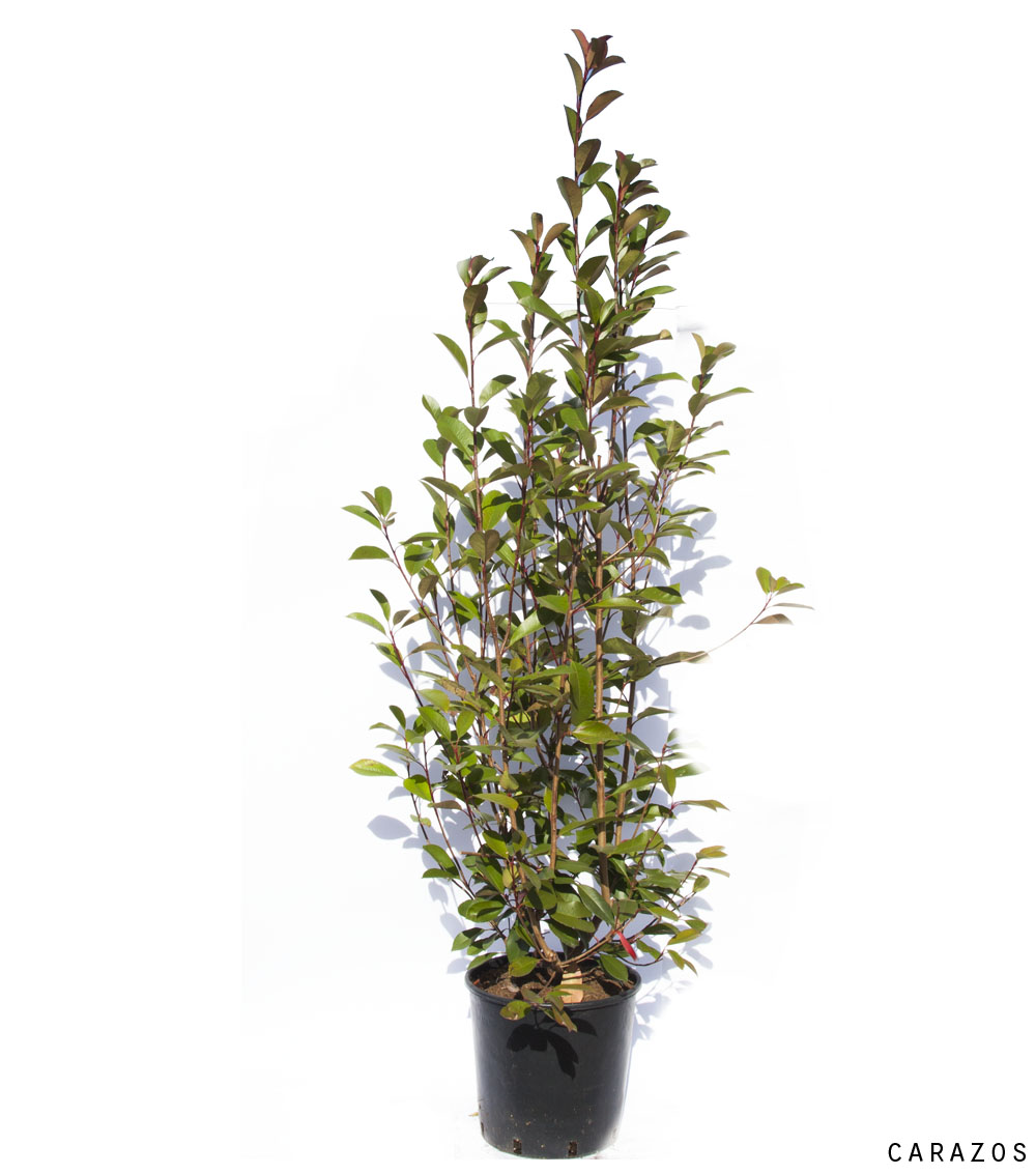 Photinia x fraseri “Red Robin”-718