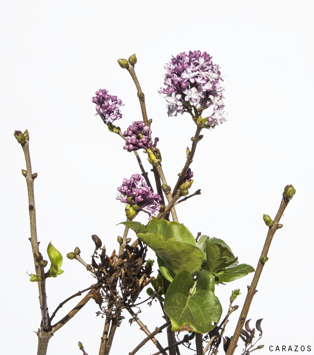 Syringa vulgaris “Lila”-728