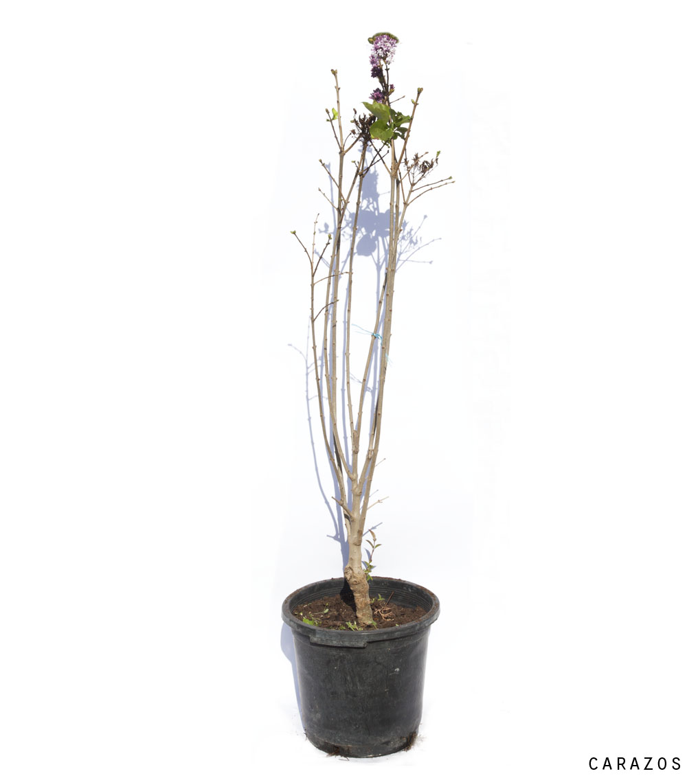 Syringa vulgaris “Lila”-0