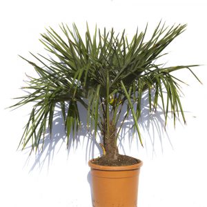 Trachycarpus Fortunei "Palmera Excelsa"-0