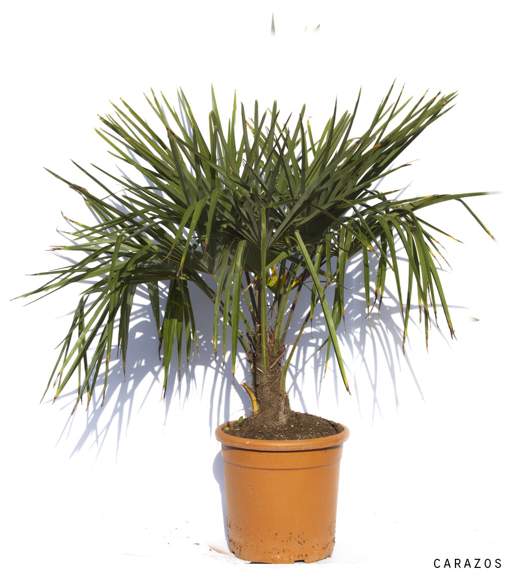 Trachycarpus Fortunei “Palmera Excelsa”-0