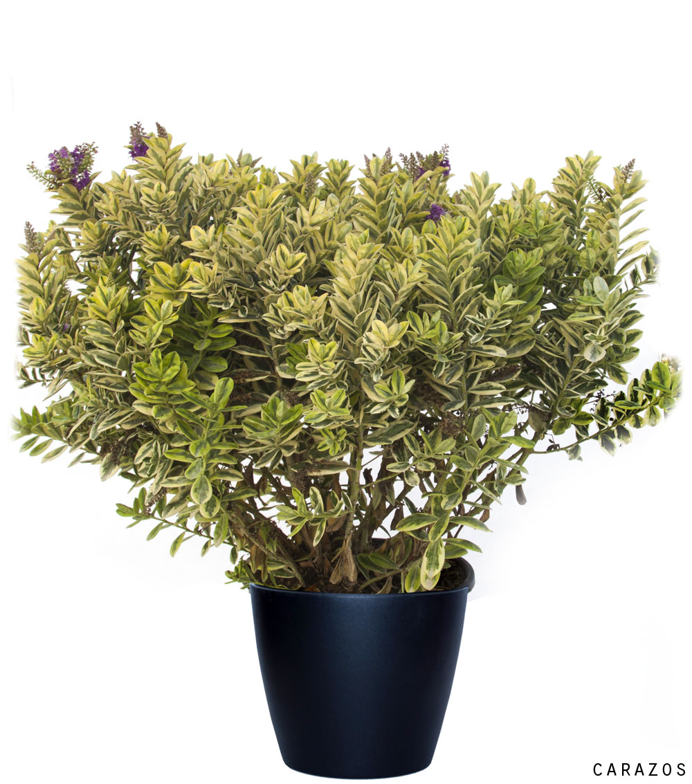 Veronica (hebe)-731
