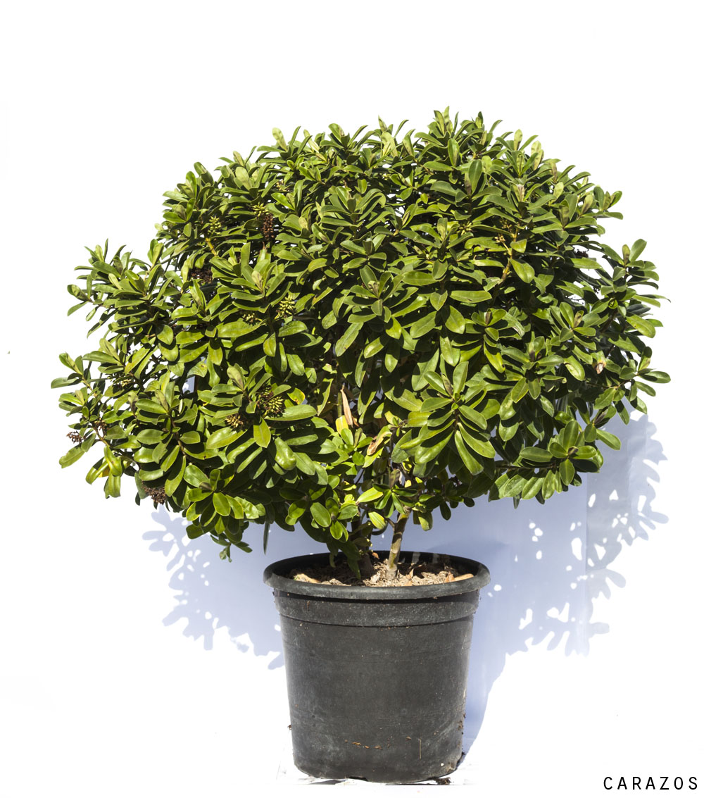 Veronica (hebe)-733