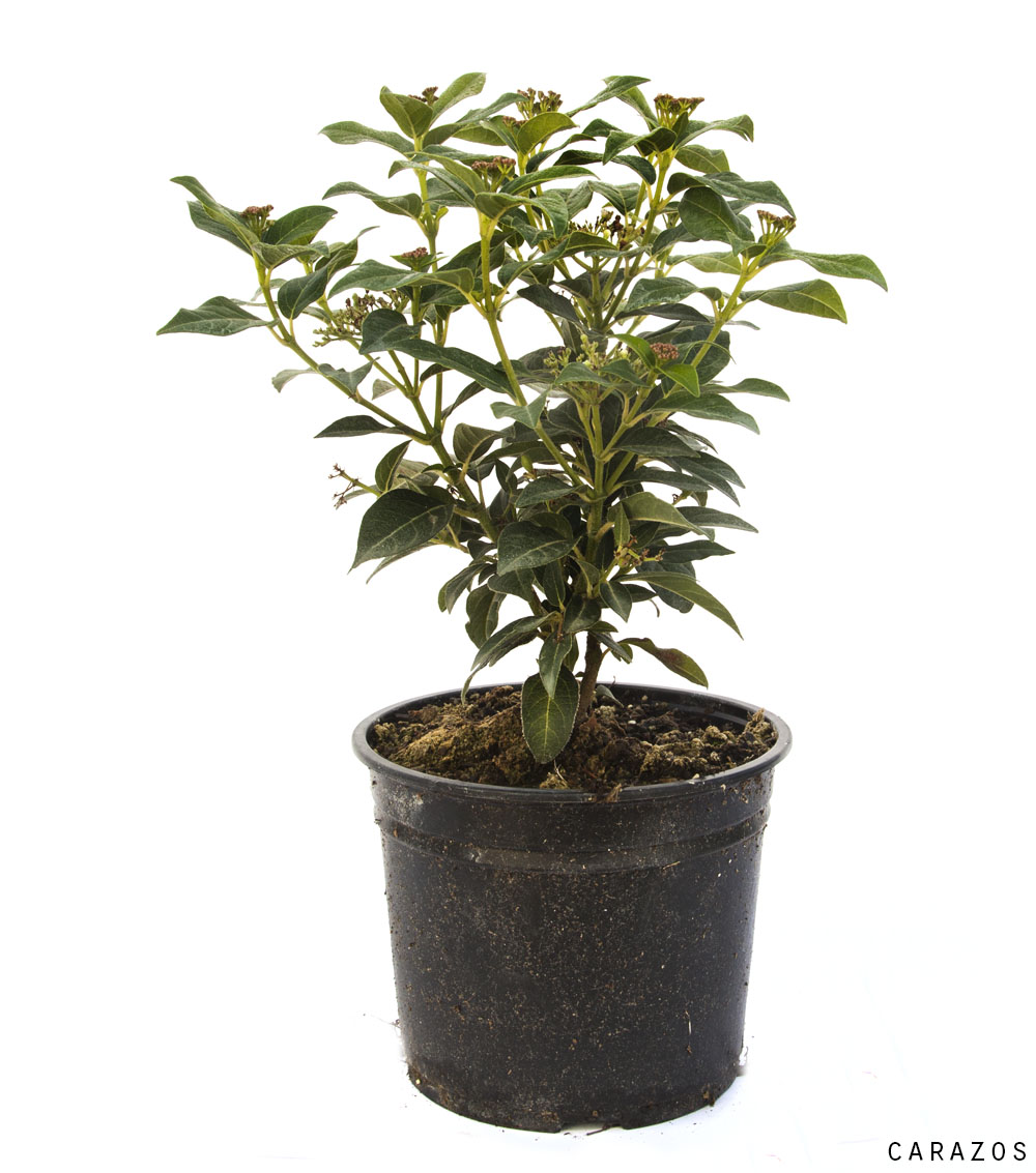 Viburnum tinus “Durillo”-0