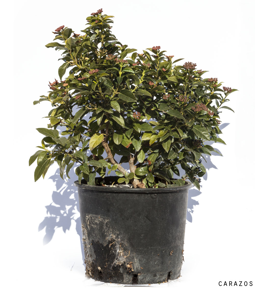 Viburnum tinus “Durillo”-737
